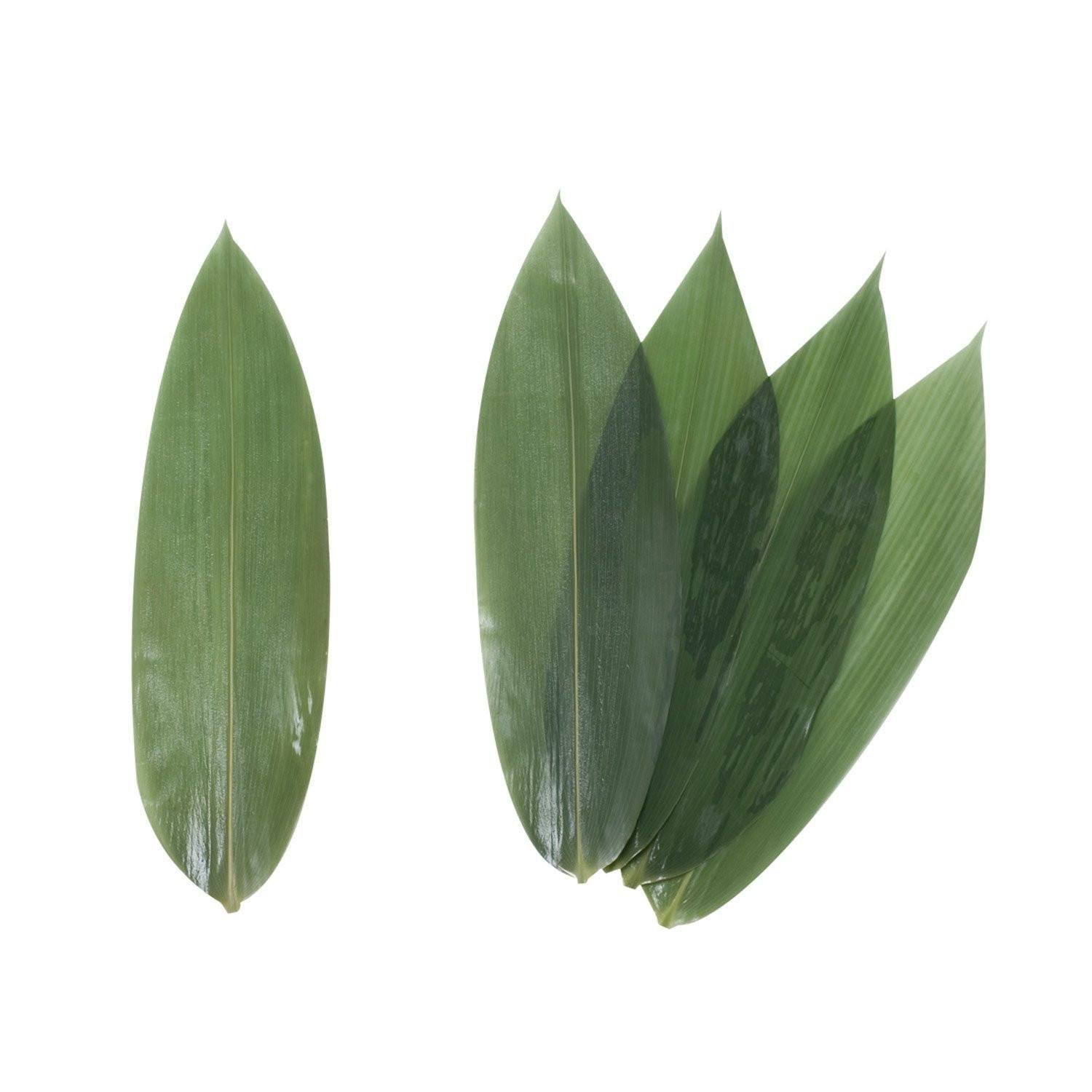 Fresh Bamboo Leaves 100pcs